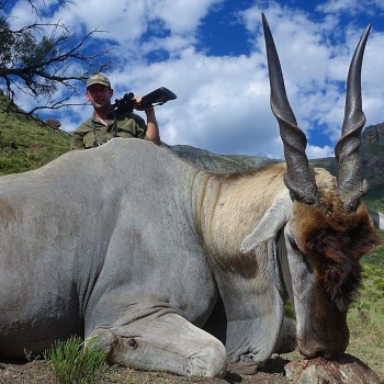 900kg Eland 