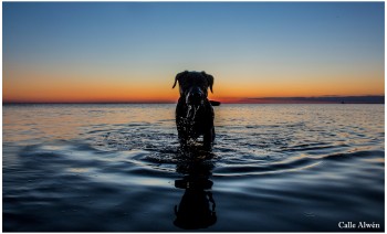 Bästa delen av jaken är samarbetet med hunden