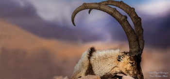 ibex