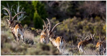 Beceite Ibex