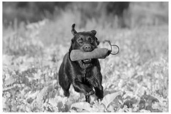 Börja jaga i Sverige med din hund