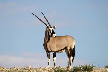 Gemsbok_photo