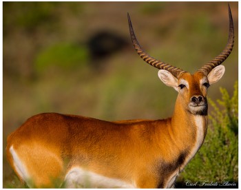 Lechwe-red--C_F_9410