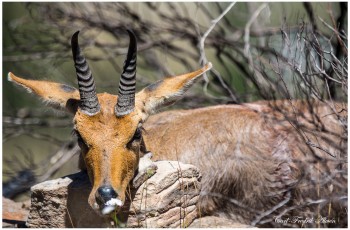 Mountain-Redbok