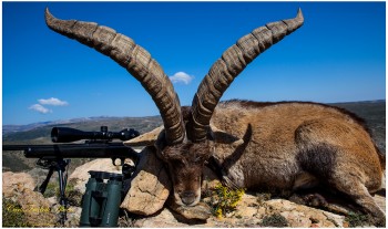 cf-Beceite-ibex-hunting-page