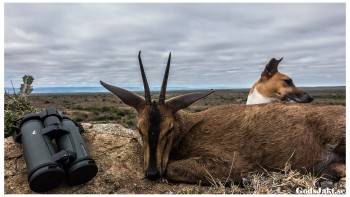 duiker-swarre-terrier