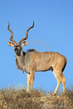 kudu full