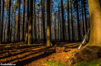 Jägarexamen intensivkurs skåne med fokus Skytte & Säkerhet